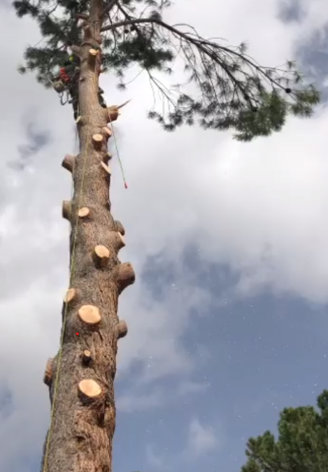 Talas y podas de árboles