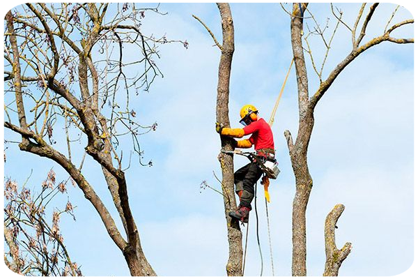 tala árboles en altura Taladores de árboles
