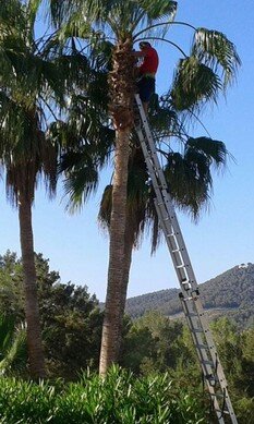 PODA DE ÁRBOLES EN ALTURA TALA Y PODA EN ALTURA
