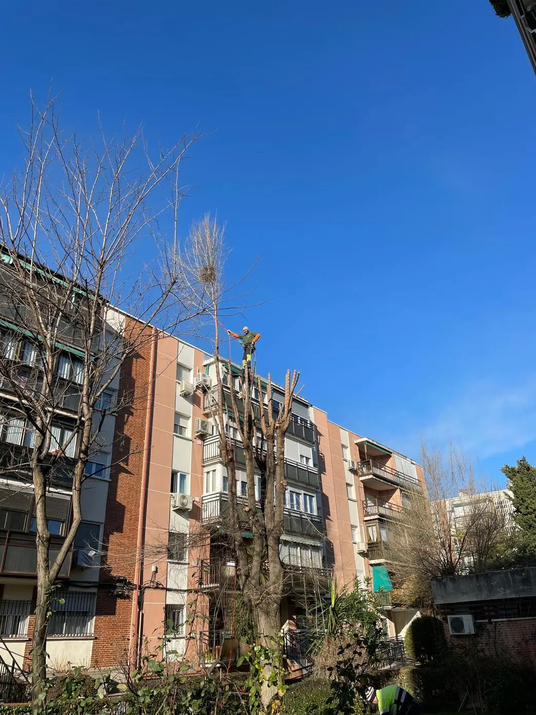 Ramas de árbol próximas a un tejado y cableado eléctrico