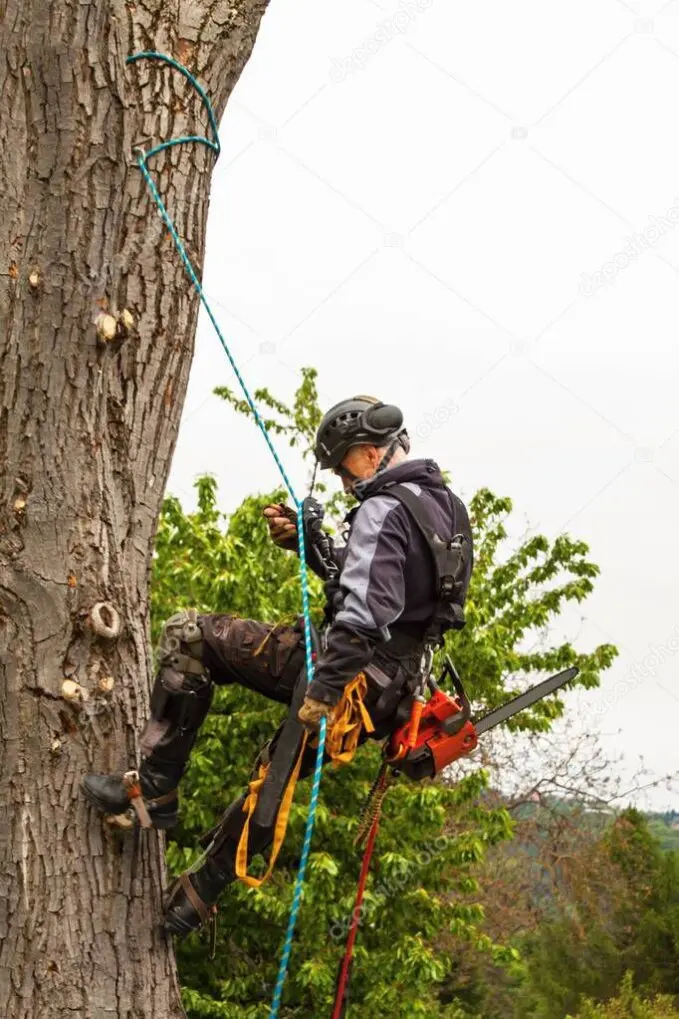 Arborista realizando poda en altura con cuerdas y motosierra