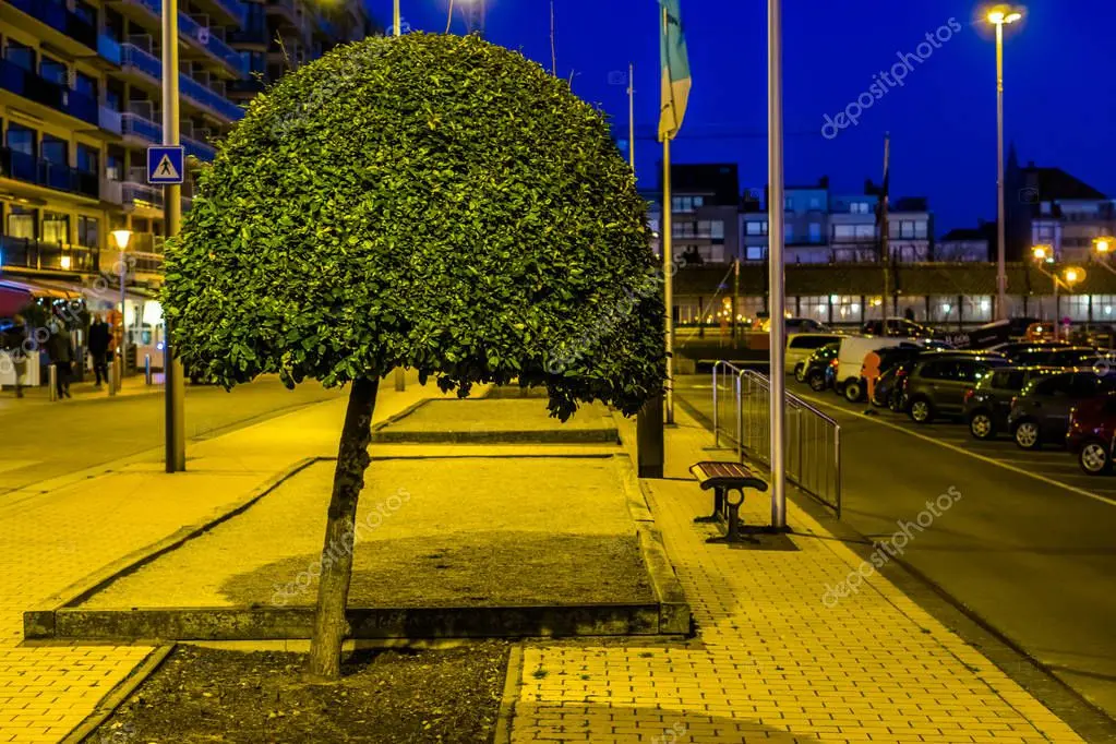 Alineación de árboles podados en una calle urbana