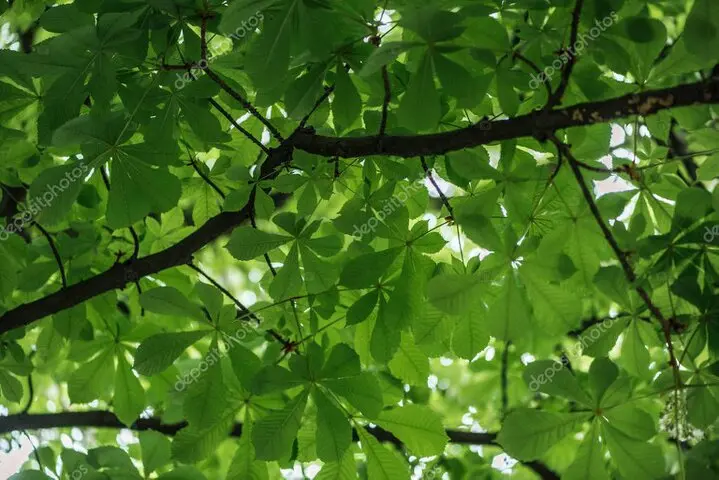 Retirada de ramas próximas a un tendido eléctrico