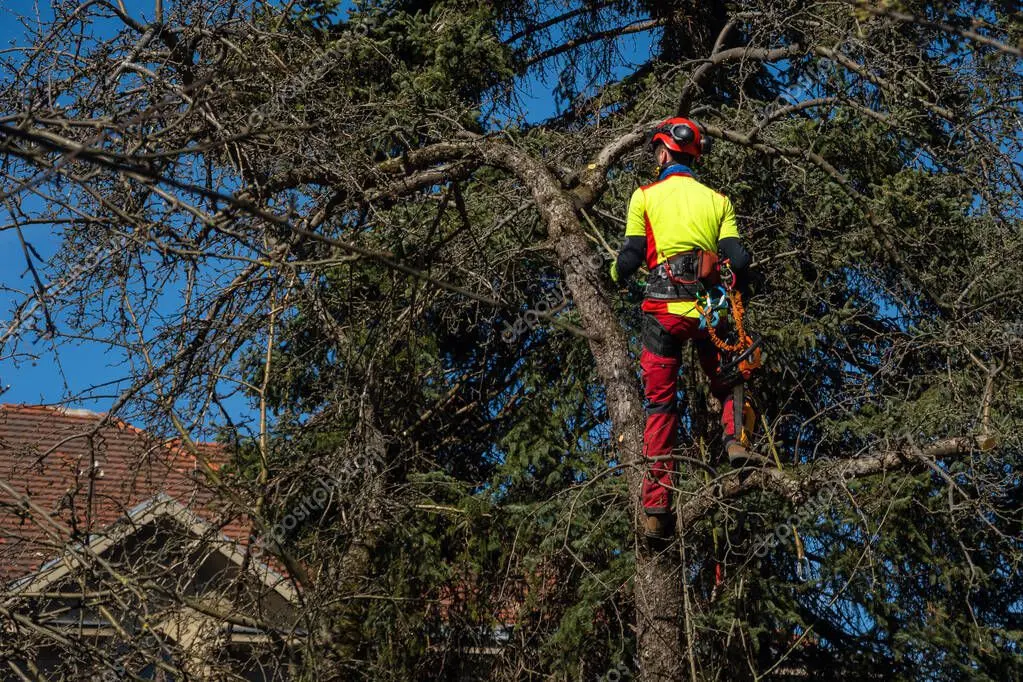 Poda de mantenimiento de un árbol en un jardín residencial