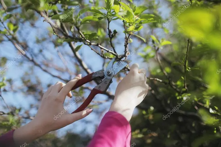 Árboles podados en el jardín de un chalet