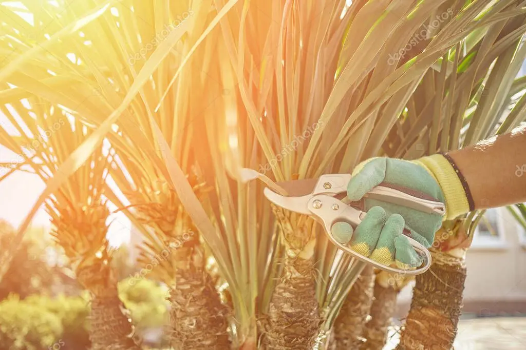 Profesional podando un árbol en un patio interior