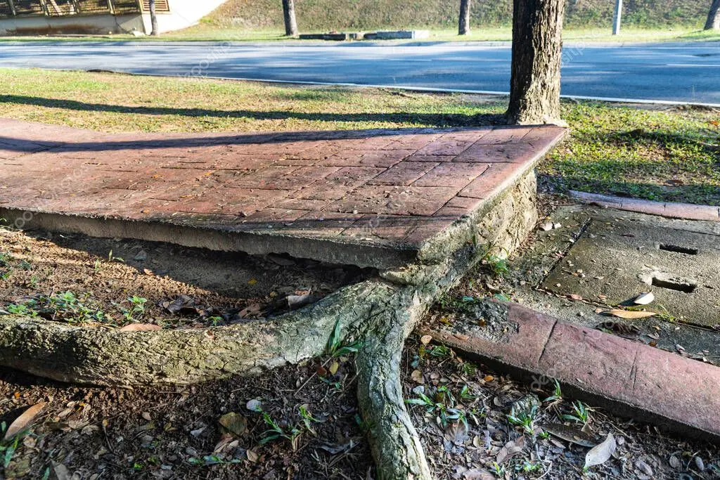 Raíces de árbol levantando el pavimento de una parcela