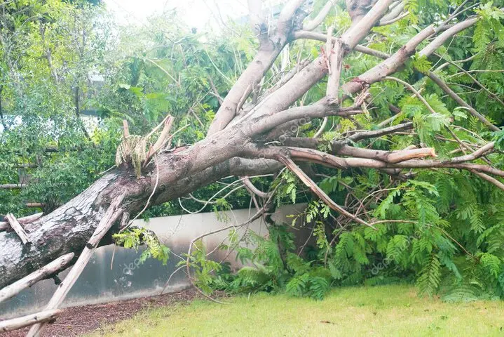 Rama fracturada retirada en una calle urbana