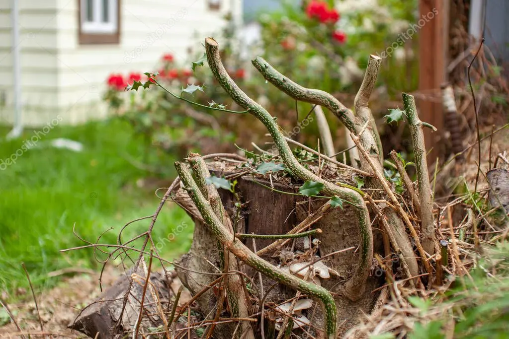 Terreno con matorral siendo limpiado por un equipo de desbroce