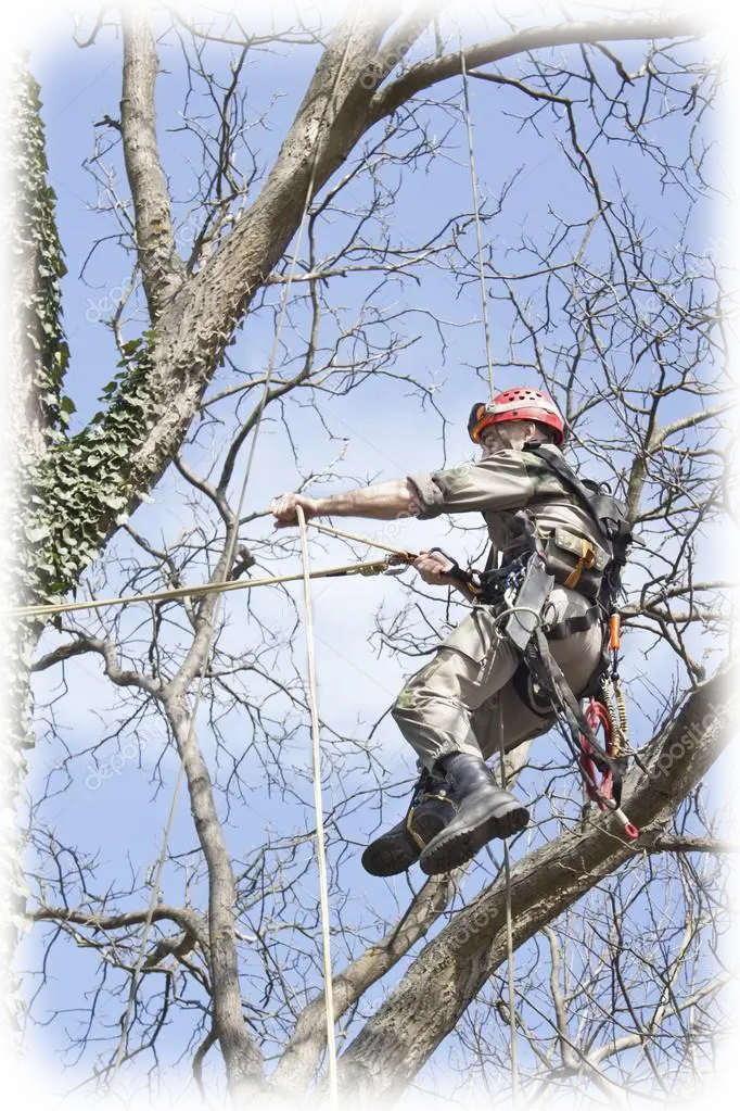Profesional realizando poda de un árbol en altura en Madrid