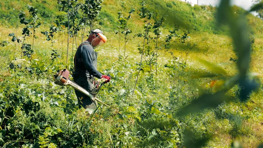 Operarios realizando desbroce mecánico de una finca con vegetación alta