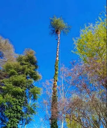 Arborista realizando poda en altura con cuerdas y motosierra
