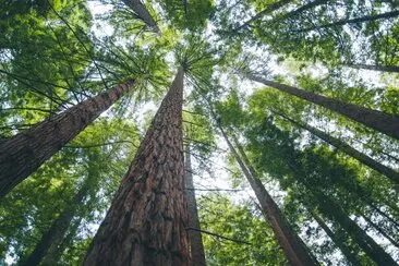 Arborista realizando talas y podas en altura con cuerdas y motosierra