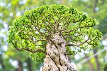 Poda en altura de árboles que sombrean una zona de aparcamiento