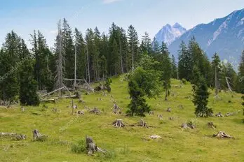 Tala de pinos en ladera en la sierra de Madrid